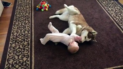 nice dog plays gently with baby