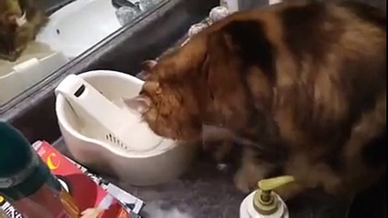 Su içmek isteyen kedinin garip mücadelesi
