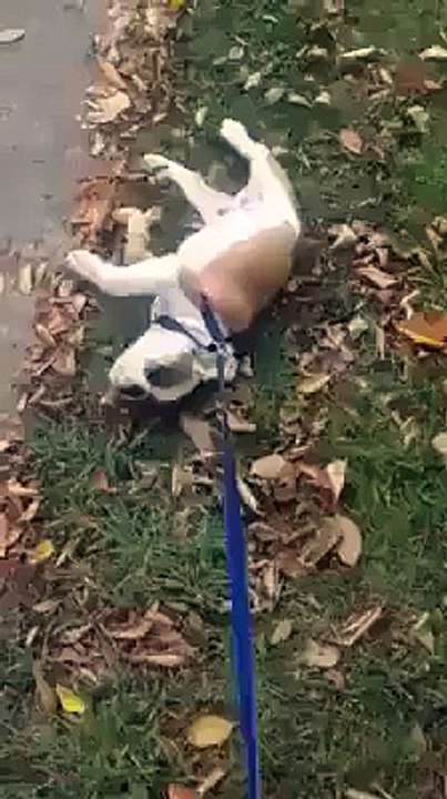 Gezmek İstemeyen Tembel Köpek