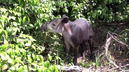 True Facts About The Tapir
