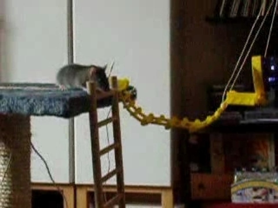 Bébés rats - mai 2005