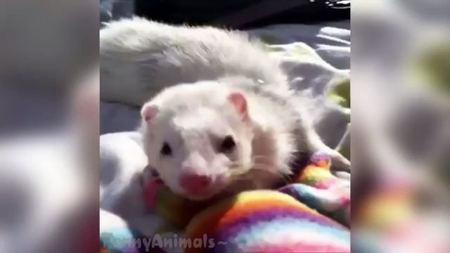 Funny Ferrets Vines Compilation - Best Ferrets Vines
