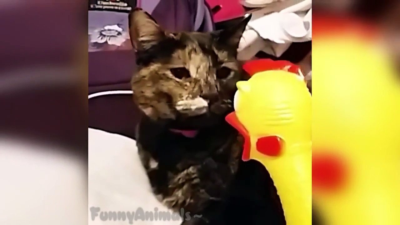 Ultimate Cat Vines Compilation
