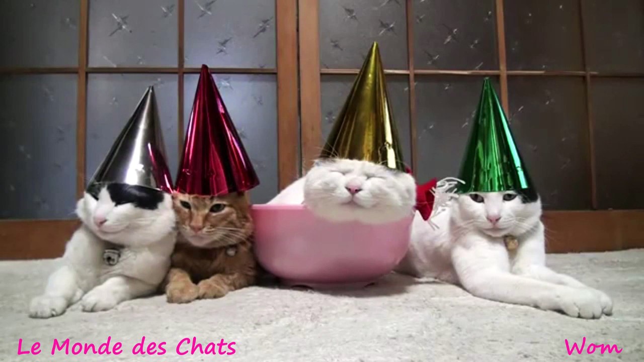 Chat saoul après le réveillon