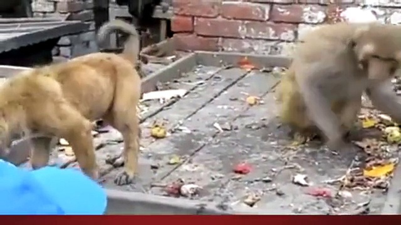 Monkey and Dog - Very Funny
