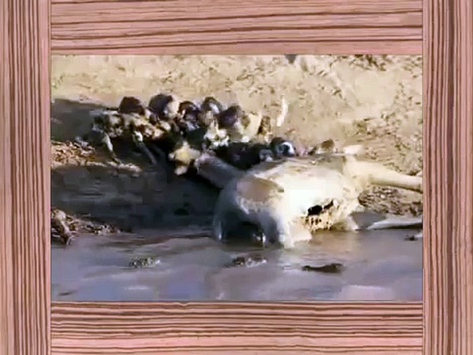 Animal Attack Compilation Elephant,Wild Dog ,Hyena,Lion,Ostrich Best Wild Animal Attacks Must S