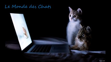 Tour de magie Chat