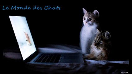 Chat qui s'endort sur le dos