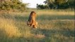 Animal attack Days of lions Lonely elephant  disturb mating lions wild NEW@croos