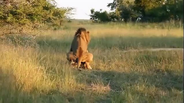Animal attack Days of lions Lonely elephant disturb mating lions wild NEW@croos