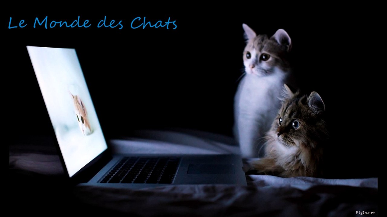Chat Vs Lapin