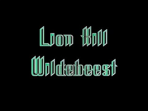 Animal Attack Lion Kill hunting Wildebeest 2 wild NEW@croos