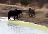 Animal attack Lions attacks Buffalo Lions vs Buffalo wild NEW@croos