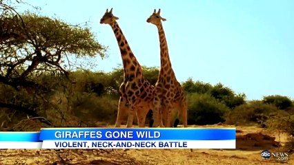 Viral Video: Most Violent Giraffe Fight Ever | Good Morning America | ABC News