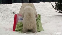 Toronto Zoo Polar Bear Cub Reveals Name-7XdhjZe0Il8