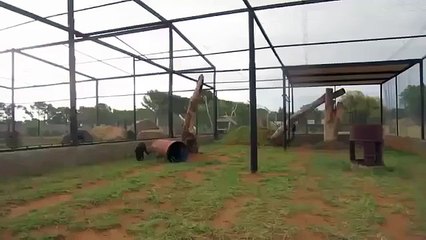 Леопард узнал свою спасительницу и прыгнул к ней на руки
