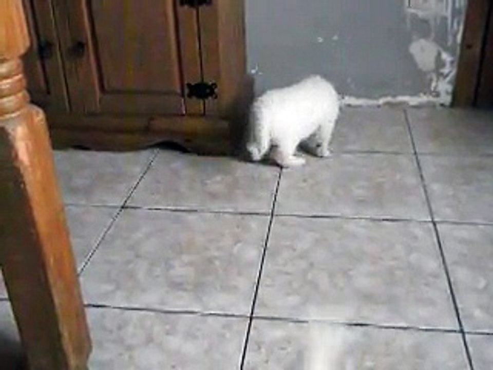 chiots nicky x peter x2