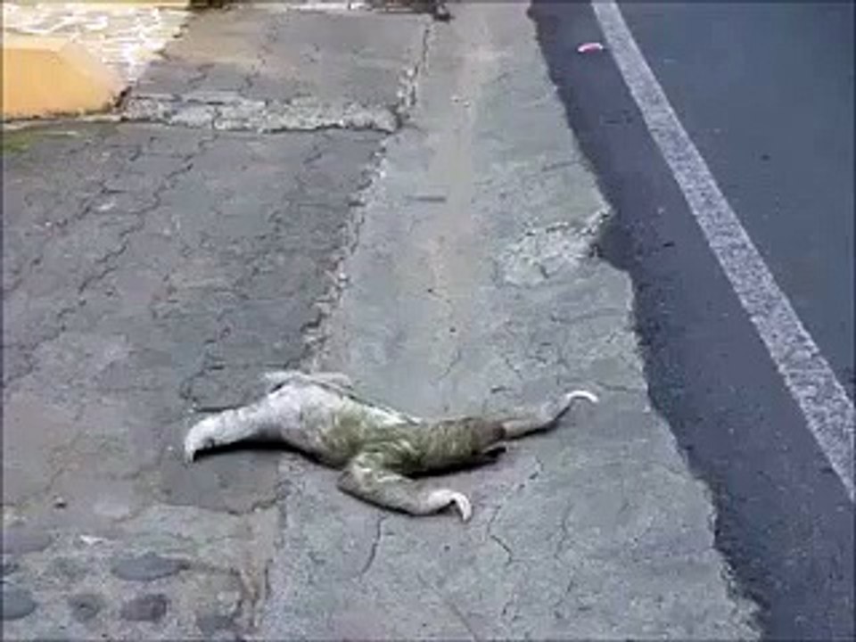 Flying Sloth