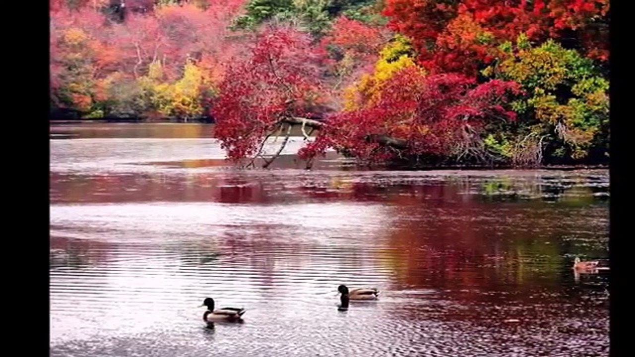 Nalan Altinörs   Nazende Sevgilim