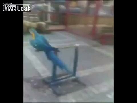 Un jeune lion attaque un enfant en Russie