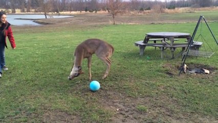 Télécharger la video: Un bébé cerf veut jouer avec une balle