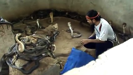 Man Selecting Cobras For Snake Show