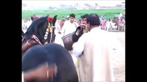 Amazing Stallion Dance In India ✔