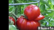50 Funny & Weird Shaped Plant and Fruits Compilation - Funny Picture Compilation