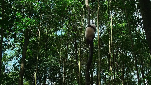 Born in China Official Trailer #1 (2016) - Disneynature Movie HD