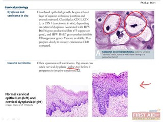 Reproductive Pathology Part 3