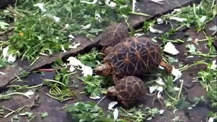 السلاحف الحزب. الغزو السلاحف مضحك