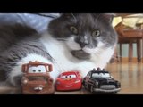 Pixar Cars and Pussy Cats   with Lightning McQueen, Stunt Mater, Sally and Sheriff