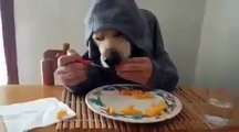 A Dog Eating Mangoes