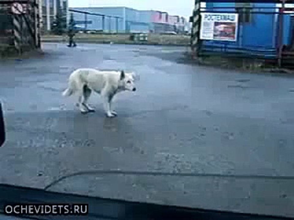 russian dog dancing