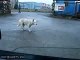 Funny dancing dog in Russia