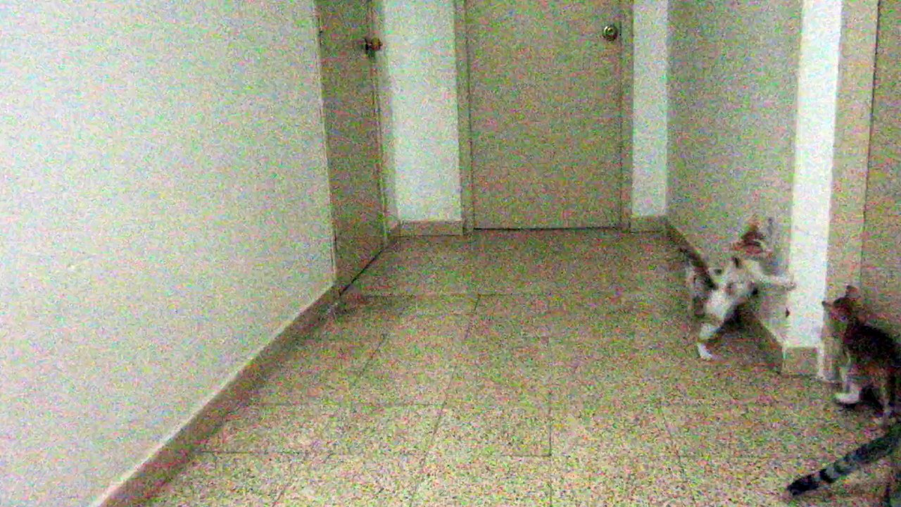 funny cats:LOL