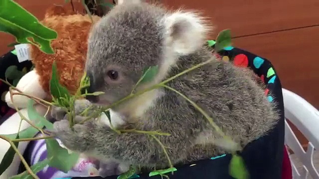 Une Peluche vivante !