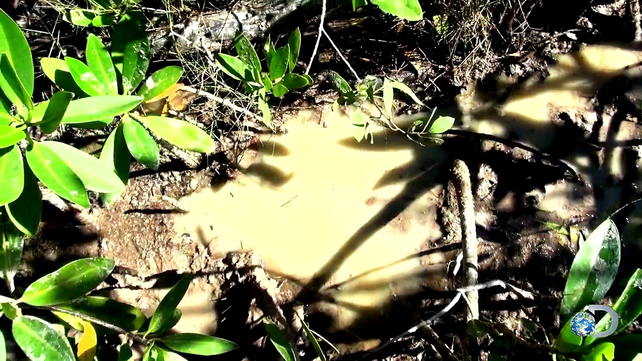 Mayan Tea Fail | Naked and Afraid: Bares All