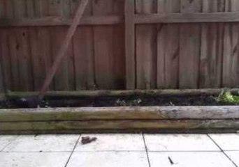 Ecstatic Puppy Discovers Digging