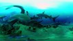 MythBusters: Sharks Everywhere! (360 Video)