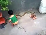 جس نے یہ ویڈیو نہیں دیکھی اسنے کچھ بھی نہیں دیکھا۔چھوٹی سی بچی سانپ سے کھیل رہی ہے -  Baby Girl Playing With Snake