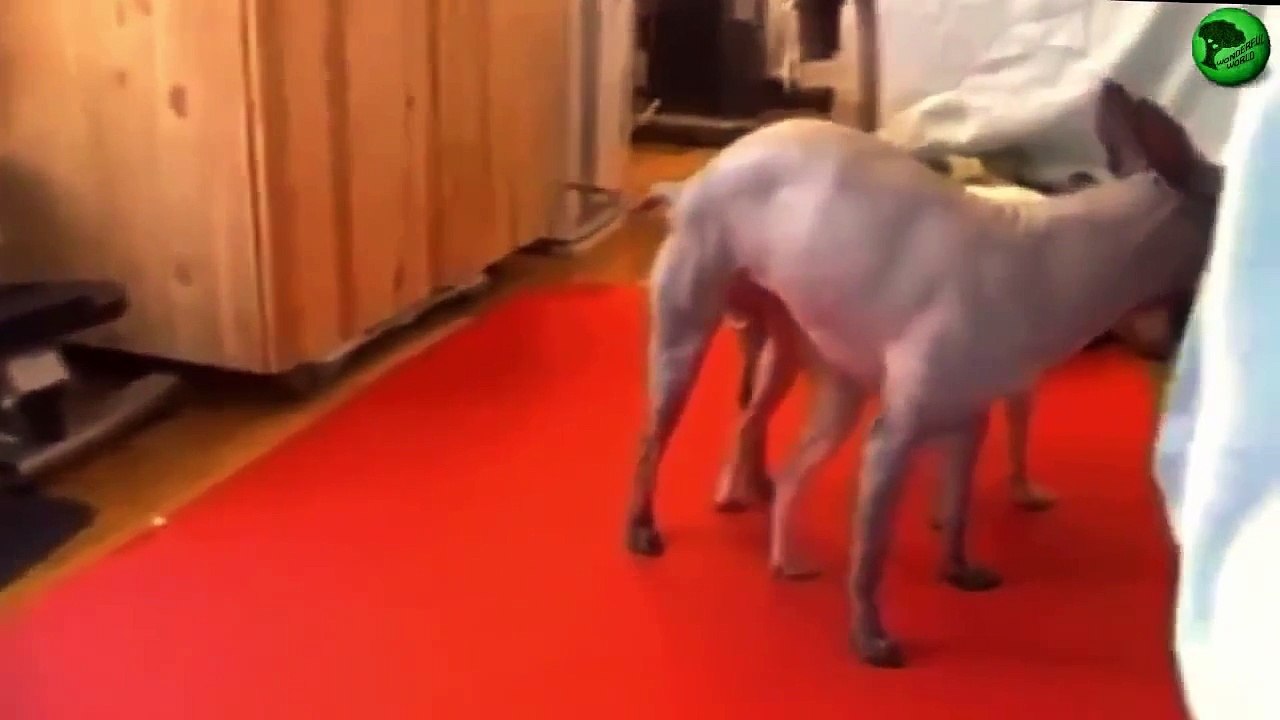 Funny Animal mating compilation video HD / Dogs Mating / Dog Mating Hard, Fast - Dailymotion Video