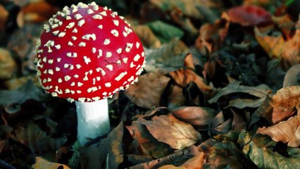 13 Garip Ama Gerçek Fotoğraflı Bilgi