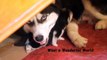Siberian Husky Puppies How they Growing UP Cute Puppy / Cute Dogs