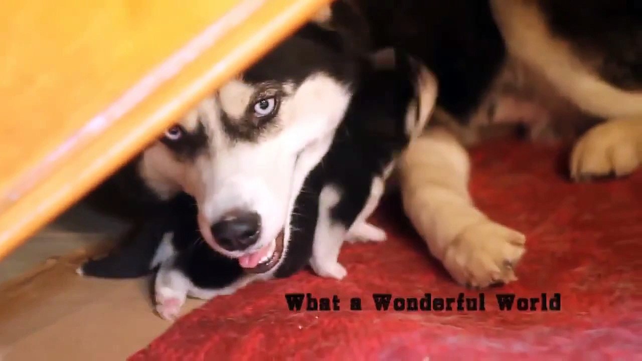 Siberian Husky Puppies How they Growing UP Cute Puppy / Cute Dogs