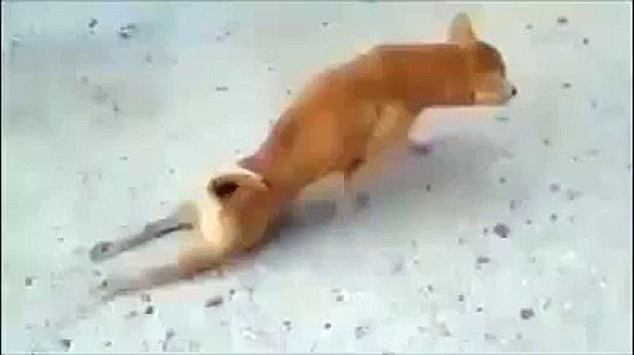 Funny Videos 2015 - Funny Video clips 03 - Video Dailymotion