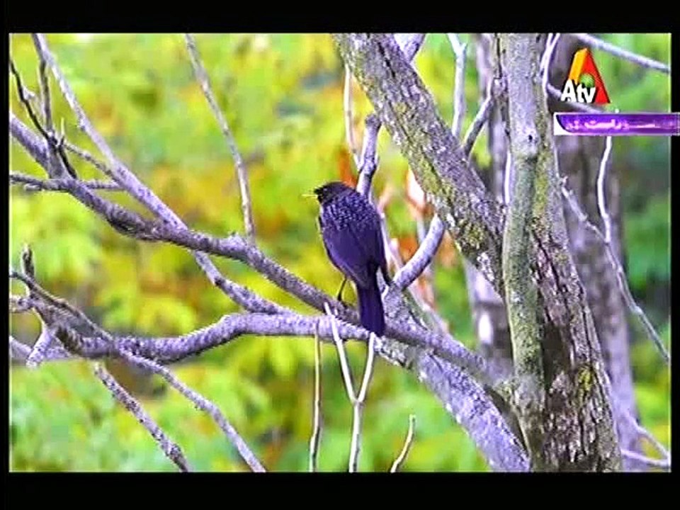 Morning With Farah – 19th October 2015 p4