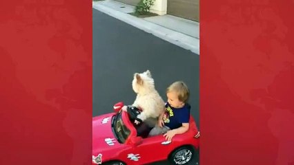 Puppy Drives The Car Dog is Driving Car Amazing Video