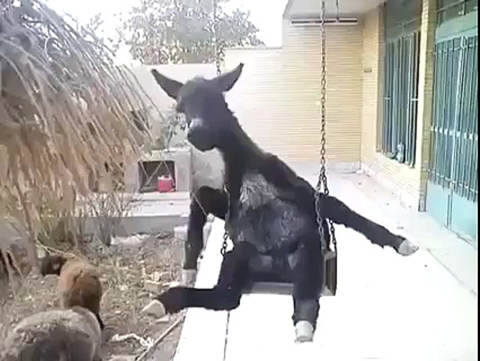Donkey Enjoying