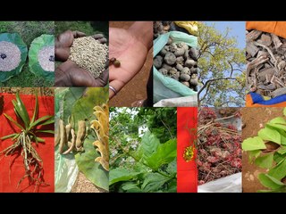 अमरकंटक की जड़ी-बूटियाँ मोतीझरा (Enteric Fever) के लिए: पंकज अवधिया का मेडीसिनल प्लांट डेटा